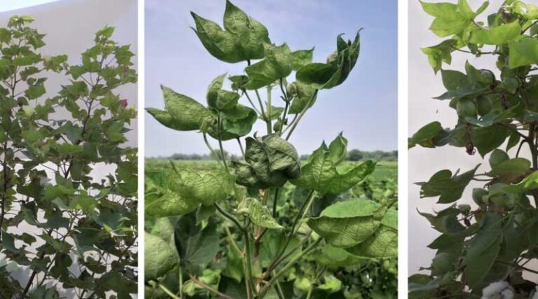 Cotton Crop’s New Hope: PAU Unveils Virus-Resistant Breeding Lines