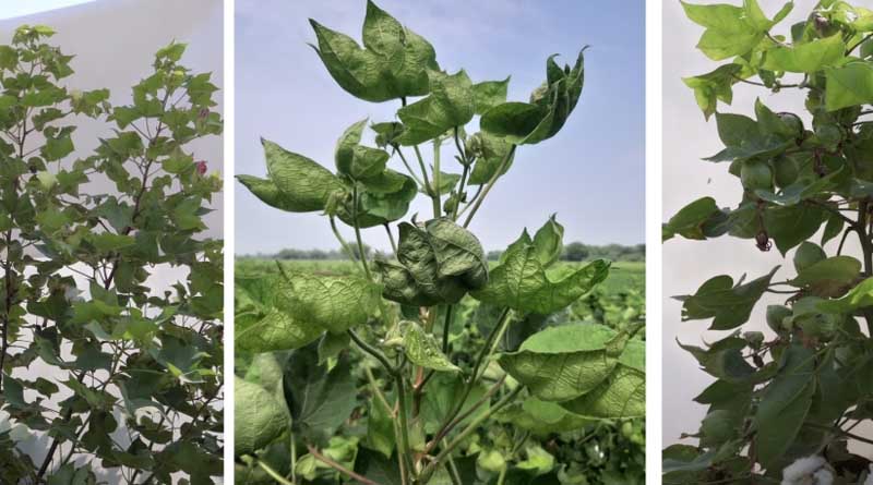 Cotton Crop’s New Hope: PAU Unveils Virus-Resistant Breeding Lines