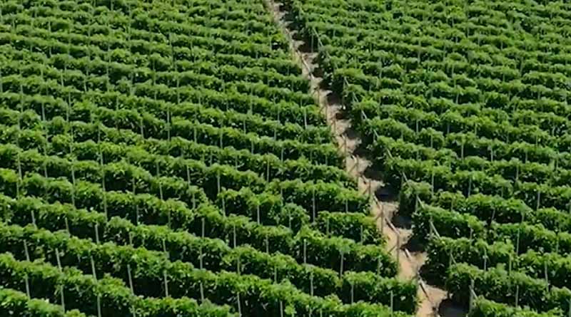 Teamwork Drives Us: Derrick Platz on West Coast Tomato Growers’ Partnership with Rivulis