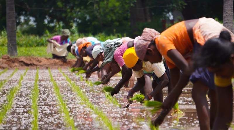 Policy Paper Highlights Critical Risks to India’s Food and Feed Security