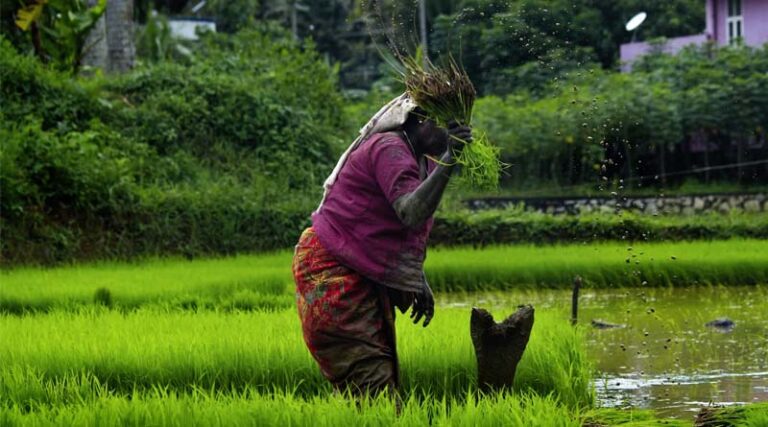 India Faces Critical Threats to Food and Feed Security, Urgent Reforms Needed in Seed Sector