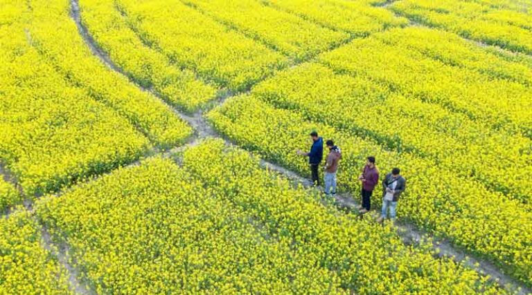 Transforming Crop Protection: Indian Government Launches National Pest Surveillance System