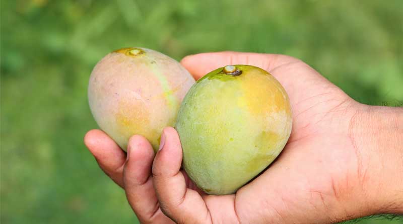 Amid Civil Unrest, Bangladesh Secures Mango Export Deal with China