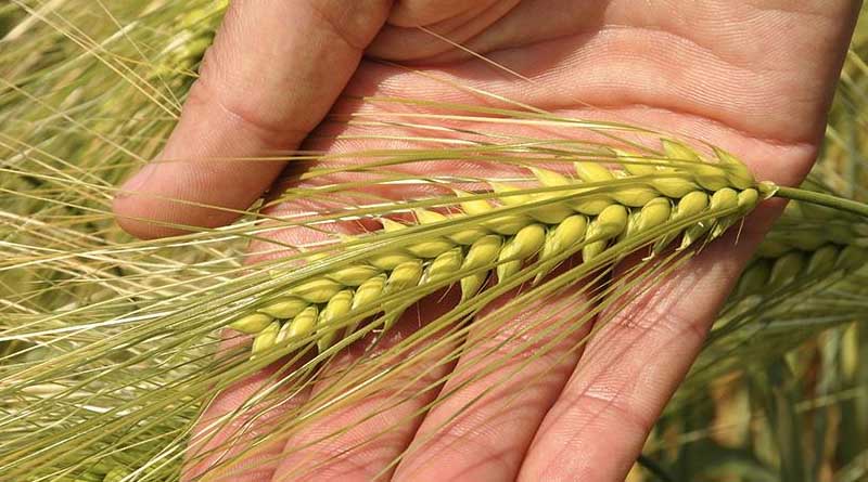 Consider hybrid barley to spread AD Plant ‘green’ Energy Crop Risk