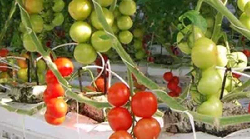 Empowering Plants with CO2: The Power of Carbon Dioxide in Vertical Farming and Greenhouses