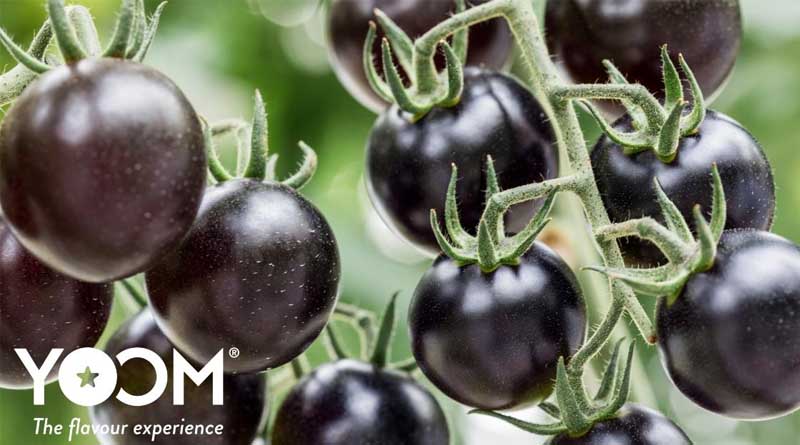 Decade-long Quest to Create the Perfect Tomato Yields the Purple, Umami “YOOM”