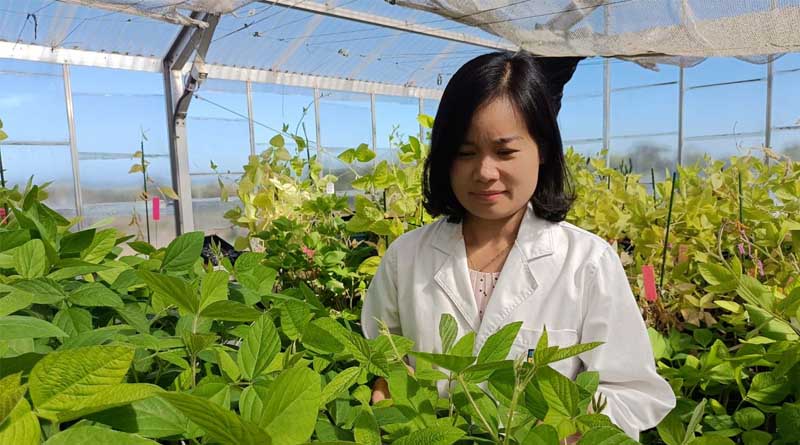 GRDC Invests $3 Million in Soybean Breeding
