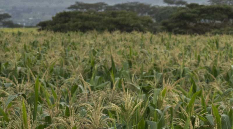 Deployment of new tools and technologies into the CGIAR-NARS breeding program increases the rate of genetic gain per dollar invested