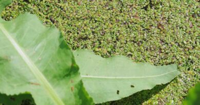 Duckweed - Unknown but Full of Possibilities? New Factsheet for Interested Parties