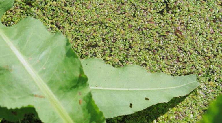 Duckweed - Unknown but Full of Possibilities? New Factsheet for Interested Parties