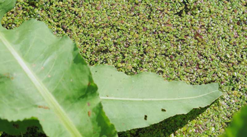 Duckweed - Unknown but Full of Possibilities? New Factsheet for Interested Parties