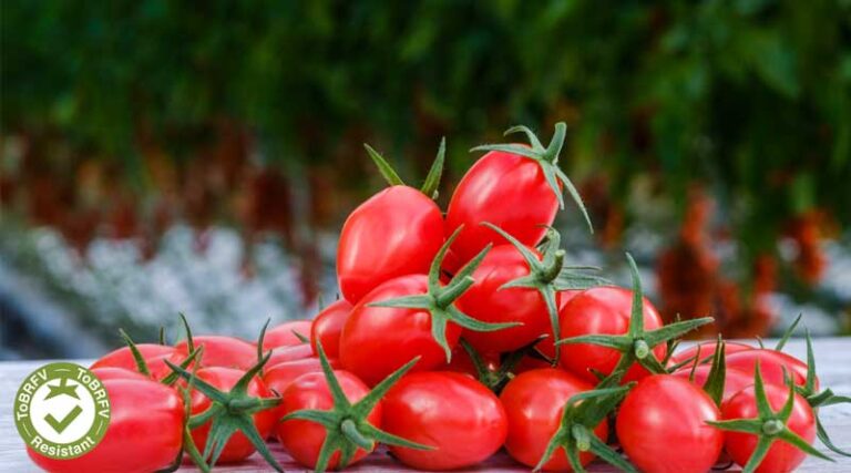 Syngenta's Tomato Seeds: Proving Their Value to Growers Everywhere