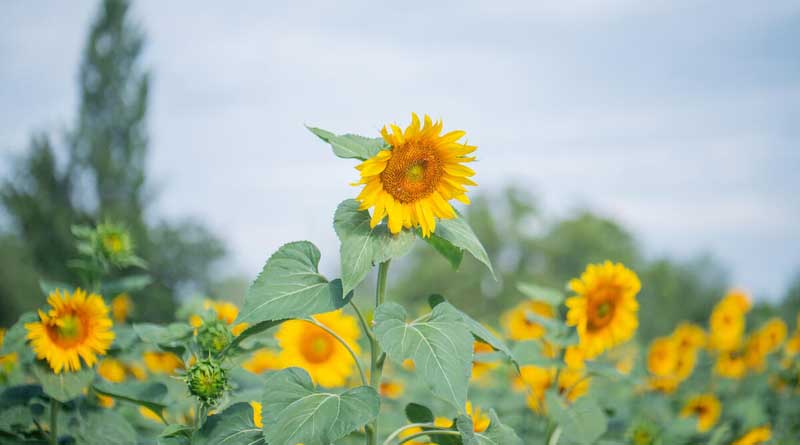 FAO Food Price Index Broadly Unchanged in July