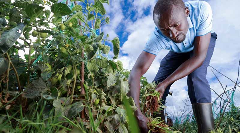 New Project Aims to Enhance National and Regional Phytosanitary Research Coordination