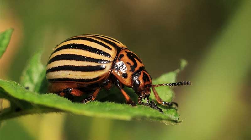 CABI Distribution Database Used to Support Analysis of Plant Health Threats to Crops in Scotland