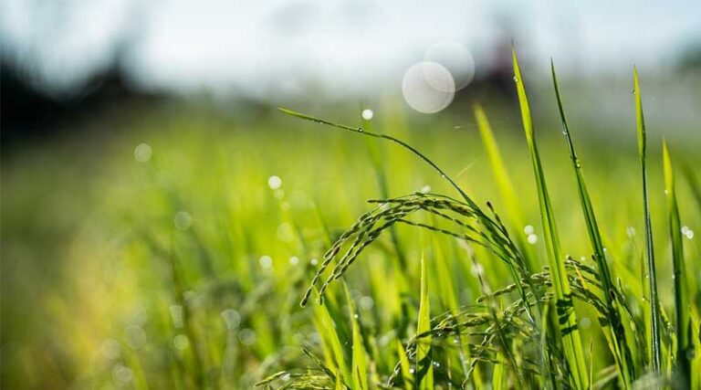 Paddy Variety CR Dhan 416 (IET 30201)