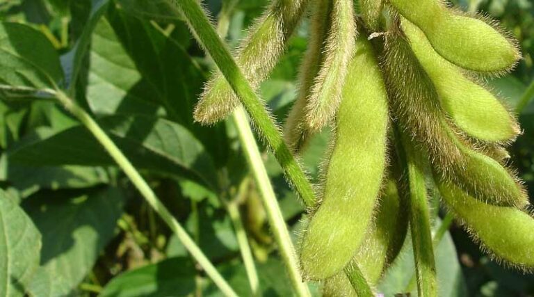 World Record Holder Beats Previous Yield With New Pioneer® Brand Z-Series Soybeans
