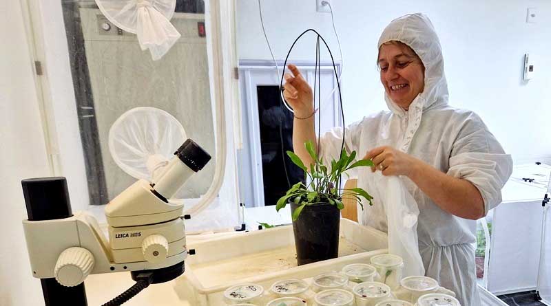 CABI’s Work on Weed Biological Control is Highlighted in the Annual Progress Report