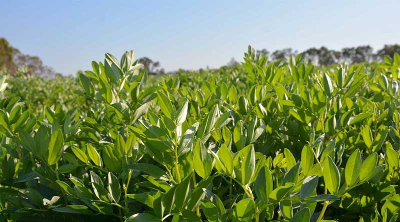 Australian Faba Bean Growers to Benefit From Renewed Breeding Approach