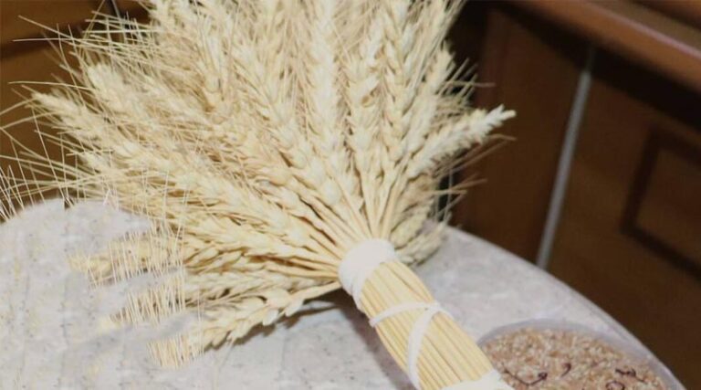 A New Wheat Variety to Boost Rainfed Agriculture in Syria