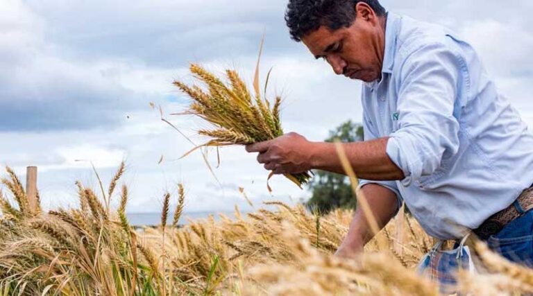 Ancient Wild Relatives Hold Key to Climate-Proofing Global Wheat Supply