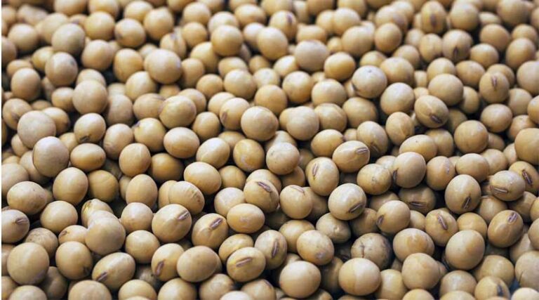Soybean Prices Plummet Across Indian States, Farmers Face Mounting Pressure