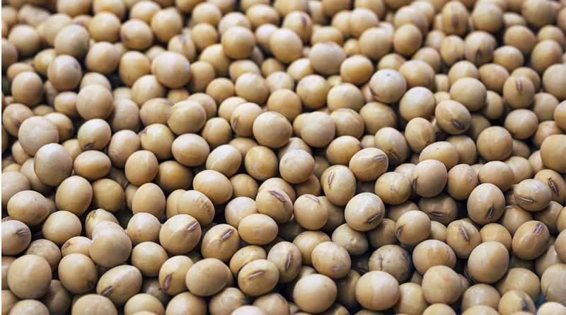 Soybean Prices Plummet Across Indian States, Farmers Face Mounting Pressure