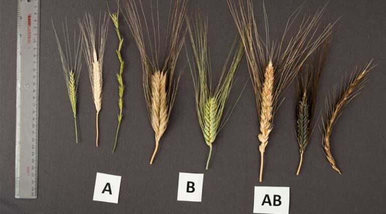Ancient Wild Relatives Hold Key to Climate-Proofing Global Wheat Supply