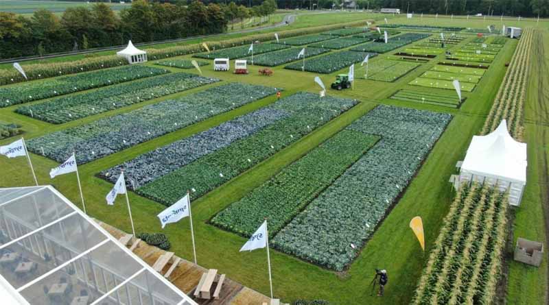 Discover the Future of Sustainable Vegetable Farming at Syngenta's Fields of Innovation 2024