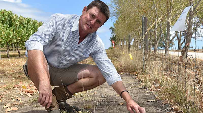 Alternative Fence Line Herbicide A Win For Weed Control