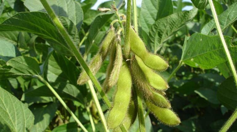 U.S. Soybean Export Sales Drop to Historic Low, but a Rebound Could be Coming
