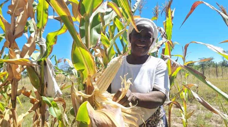 Enhancing Farmer’s Crop Productivity With Resilient Maize Varieties Tailored to Their Needs