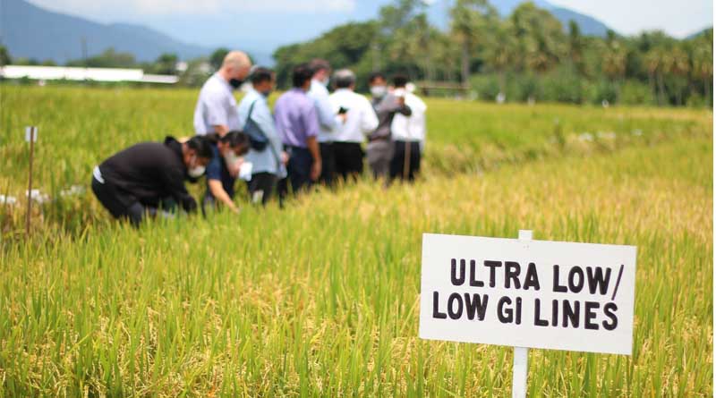 IRRI Researchers Identify Genes for Low Glycemic Index and High Protein in Rice