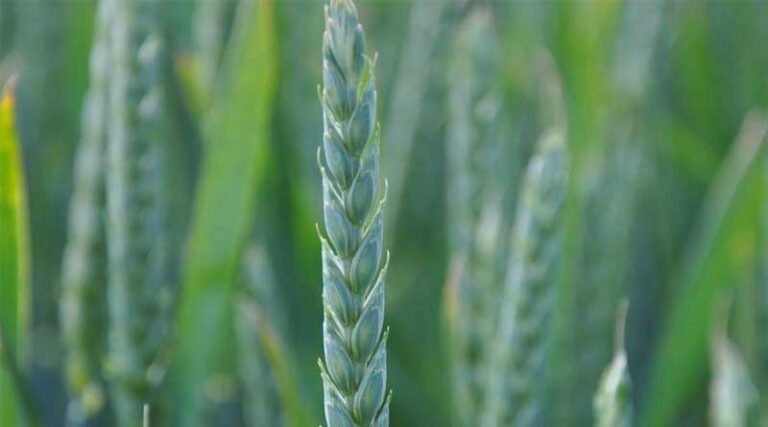 Wheat Growers Urged to Manage Risk After Challenging Season