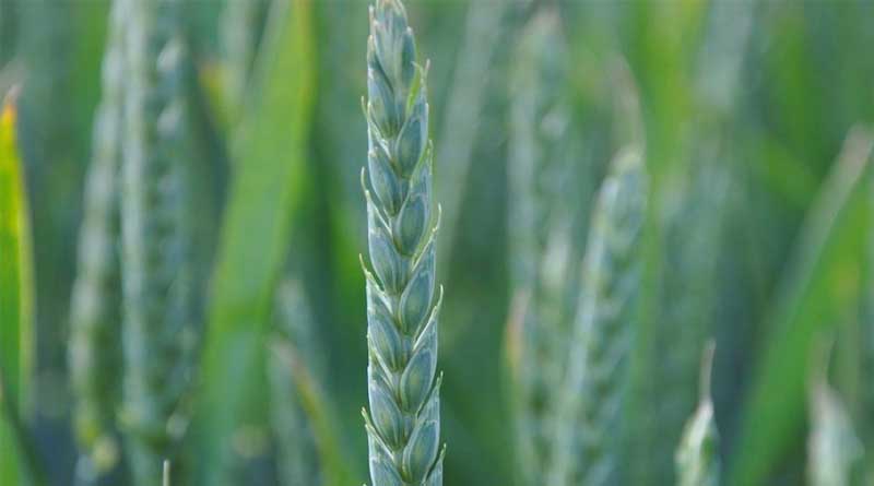 Wheat Growers Urged to Manage Risk After Challenging Season