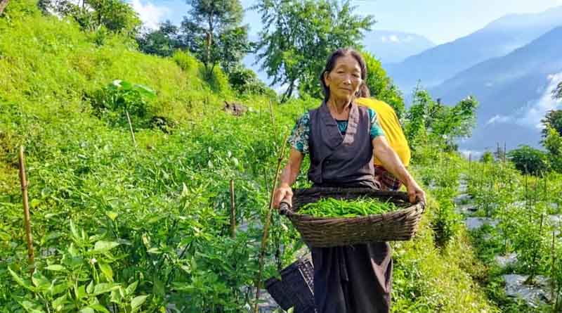 Economic prosperity through organic chilli cultivation in the Lepcha heartland of Sikkim Himalaya