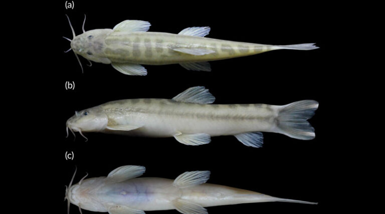 ICAR-NBFGR Discovers a New Cave-dwelling Loach From Meghalaya