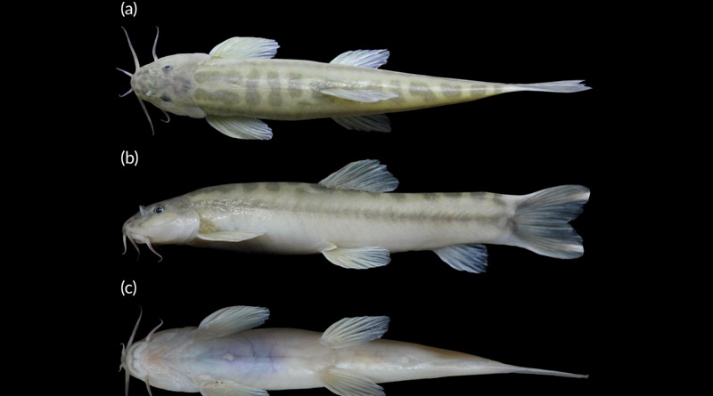 ICAR-NBFGR Discovers a New Cave-dwelling Loach From Meghalaya
