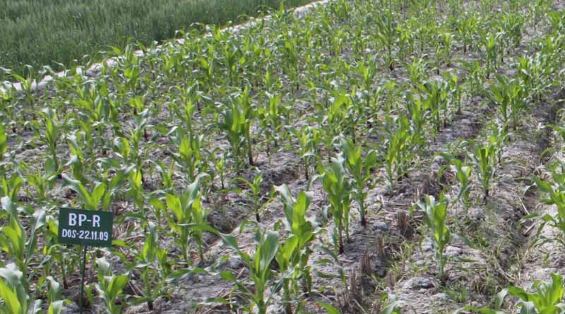 Linking Sustainable Agricultural Methods
