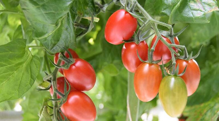 Pendragon: a Tomato That Works for You