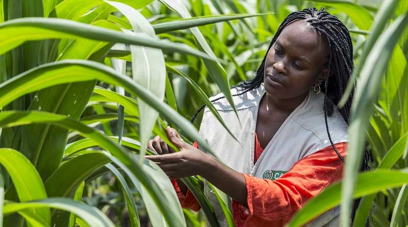 CABI Plays Key Role in Launch of Plant Health Strategy and the Implementation Plan for Africa 2022-2036