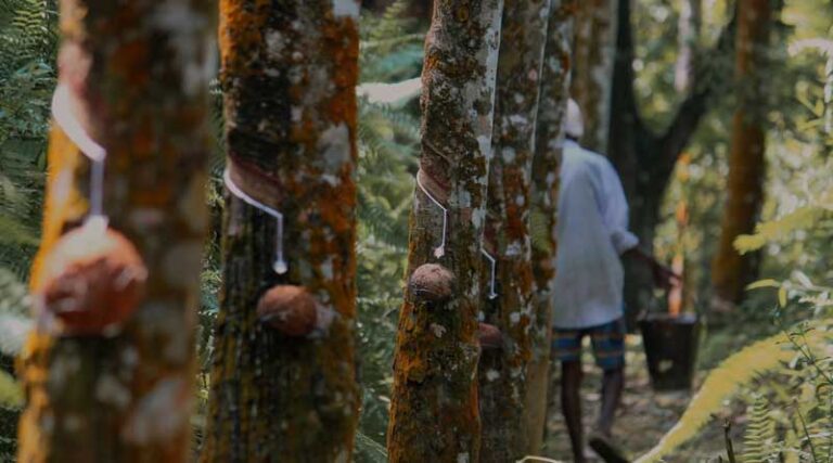 Natural Rubber Cannot Be Treated as an Agricultural Product: Government