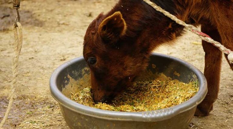 Roadmap for Increasing Milk Production by Department of Animal Husbandry and Dairying