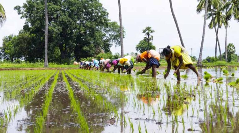 Long Term Experiment Shows Integrated Nutrient Management Practices Helps Maintain Soil Fertility 