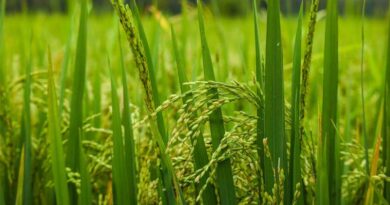 Failing to Adopt Climate Change Adoption Measures May Reduce Rainfed Rice Yields by 20% in 2050