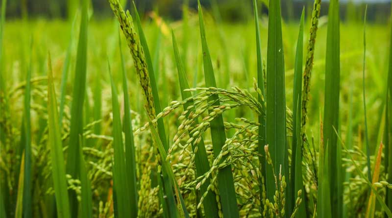 Failing to Adopt Climate Change Adoption Measures May Reduce Rainfed Rice Yields by 20% in 2050