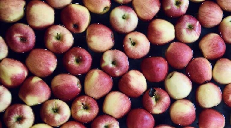 Schemes Related to Cold Storage for Perishable Crops in India