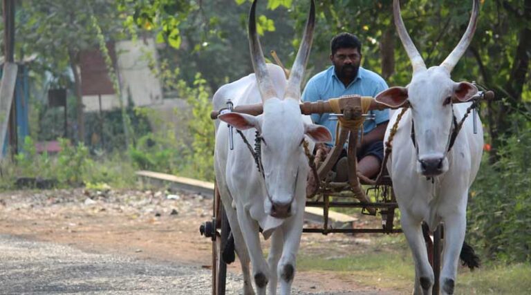 How Does Crop Insurance Scheme Fasal Bima Yojana Functions