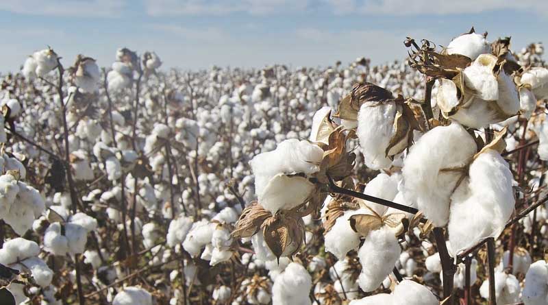 Net Return From Bt Cotton Estimated at Rs 25 Thousand per Hectare: Govt in Lok Sabha