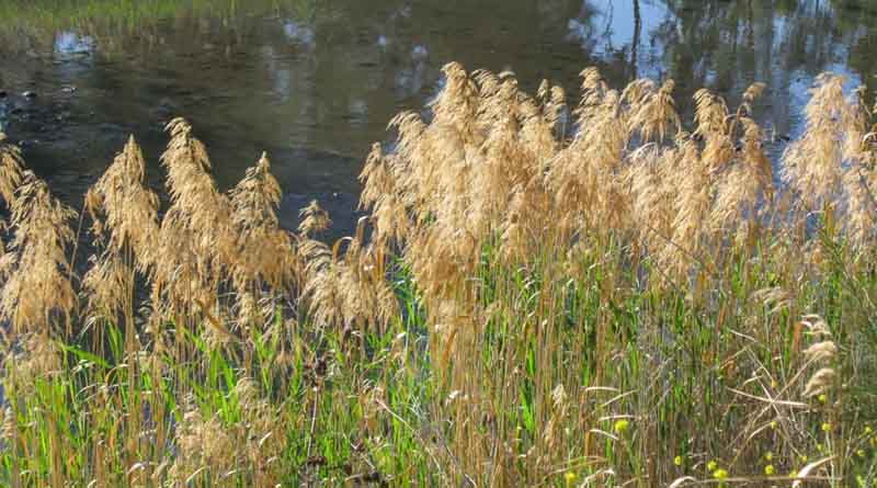 Fight to Control Invasive Phragmites Highlighted in New Video From CABI partners Ducks Unlimited Canada